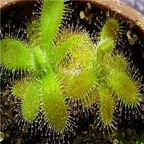 seed  ngryise Drosera hilaris  200pcs 15usd