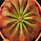 seed ngryise Drosera spatulata 200pcs 15usd