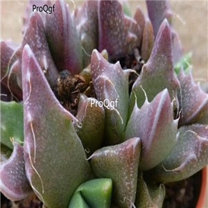 seed ngryise Faucaria gratiae  100pcs 18usd