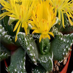 seed ngryise Faucaria tuberculosa 100pcs 18usd