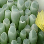 seed ngryise Fenestraria aurantiaca 100pcs 18usd