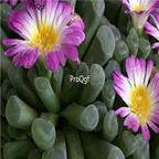 seed ngryise Frithia pulchra 100pcs 18usd