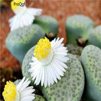 seed ngryise 100pcs 19usd fulviceps Aurea