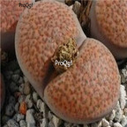 seed ngryise 100pcs 19usd fulviceps C170