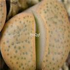 seed ngryise fulviceps C220 100pcs 15usd