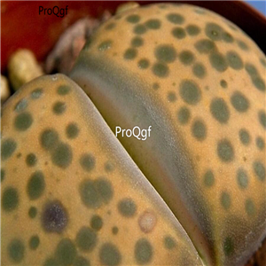 seed ngryise fulviceps C266 100pcs 15usd