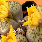 seed ngryise fulviceps laevigata 100pcs 18usd