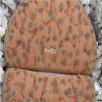 seed ngryise 100pcs 19usd fulviceps lydiae C219