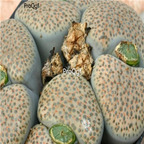 seed ngryise fulviceps var. lactinea 100pcs 15usd