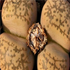 seed ngryise gesinae C207 100pcs 15usd