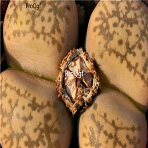 seed ngryise gesinae C207 100pcs 15usd
