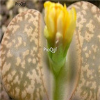 seed ngryise gesinae v annae C078 100pcs 18usd