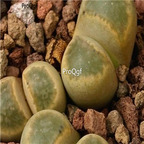 seed ngryise geyeri C232 100pcs 15usd