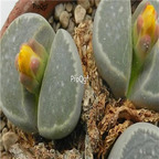 seed ngryise geyeri C233 100pcs 15usd