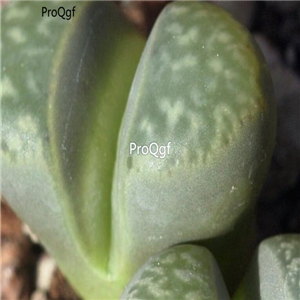 seed ngryise geyeri C274 100pcs 18usd