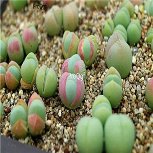 seed ngryise Gibbaeum comptonii 100pcs 18usd