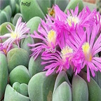 seed ngryise Gibbaeum dispar 100pcs 18usd