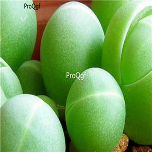 seed ngryise Gibbaeum heathii 100pcs 18usd