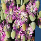 seed ngryise Gibbaeum velutinum 100pcs 18usd