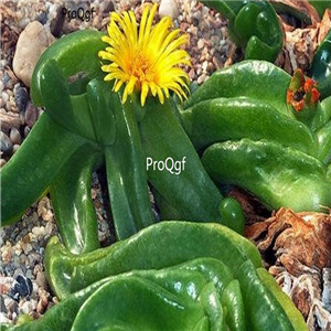 seed ngryise Glottiphyllum  100pcs 18usd