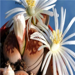 seed ngryise hallii v ochracea C059 100pcs 18usd