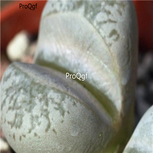 seed ngryise herrei C234 100pcs 18usd