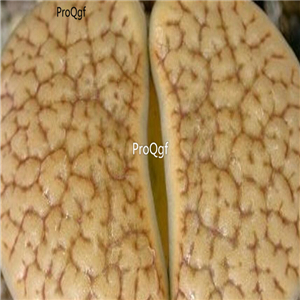 seed ngryise hookeri C023 100pcs 18usd