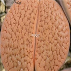 seed ngryise hookeri C336 100pcs 15usd