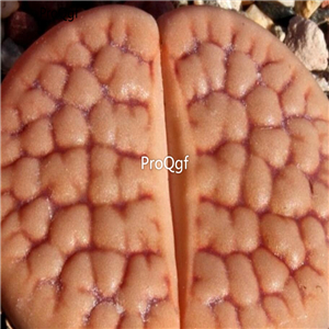 seed ngryise hookeri lutea C038 100pcs 15usd