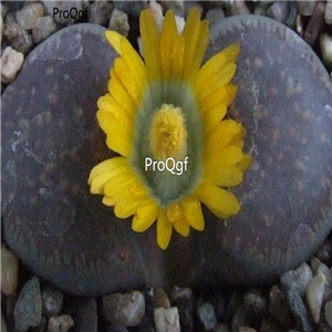 seed ngryise 100pcs 19usd hookeri marginata C337