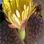 seed ngryise hookeri v subfenestrata C019 100pcs 18usd