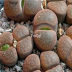 seed ngryise hookeri v subfenestrata C175 100pcs 18usd