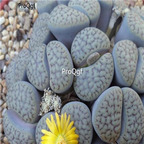 seed ngryise hookeri v Susannae C091 100pcs 15usd