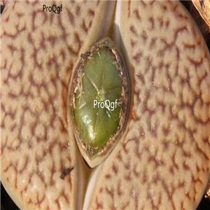 seed ngryise hookeri v. dabneri C013 100pcs 18usd