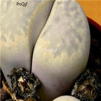 seed ngryise julii C297 100pcs 18usd