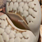 seed ngryise julii chrysocephala C205 100pcs 15usd