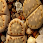 seed ngryise julii fulleri C171 100pcs 15usd