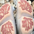 seed ngryise julii Kikushogiyoku 100pcs 18usd