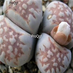 seed ngryise 100pcs 19usd julii littlewoodii C218