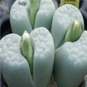 100pcs 19usd julii peppermint cream C297A 50pcs 15usd