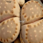 seed ngryise julii ssp fulleri 100pcs 15usd