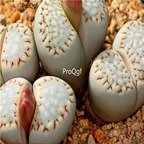 seed ngryise julii ssp fulleri C161 100pcs 15usd