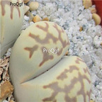 seed ngryise julii ssp fulleri v brunnea C179 100pcs 15usd