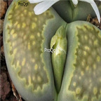 seed ngryise julii ssp. fulleri Fullergreen C056A 100pcs 18usd