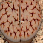 seed ngryise karasmontana jacobseniana C227 100pcs 15usd