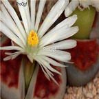 seed ngryise karasmontana lateritia 100pcs 18usd