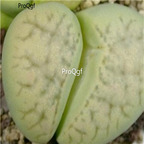 seed ngryise karasmontana ssp eberlanzii Avocado Cream C370A 50pcs 18usd