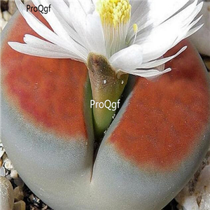 seed ngryise karasmontana Sumitatum 100pcs 18usd