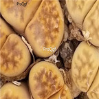 seed ngryise karasmontana Sunstone 50pcs 18usd