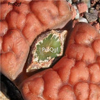 seed ngryise karasmontana Tischeri C182 100pcs 18usd